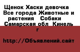 Щенок Хаски девочка - Все города Животные и растения » Собаки   . Самарская обл.,Кинель г.